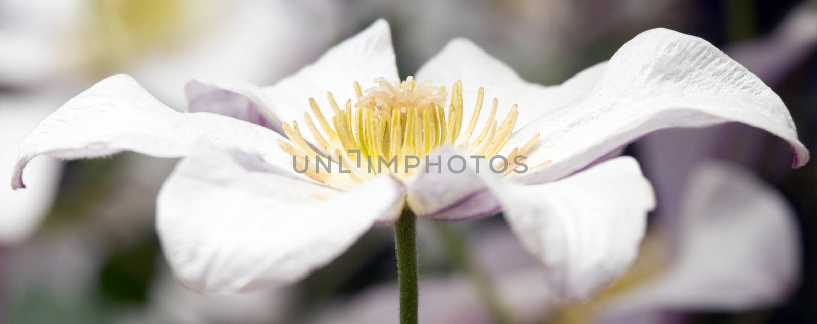 Close up white Clematis flower in summer