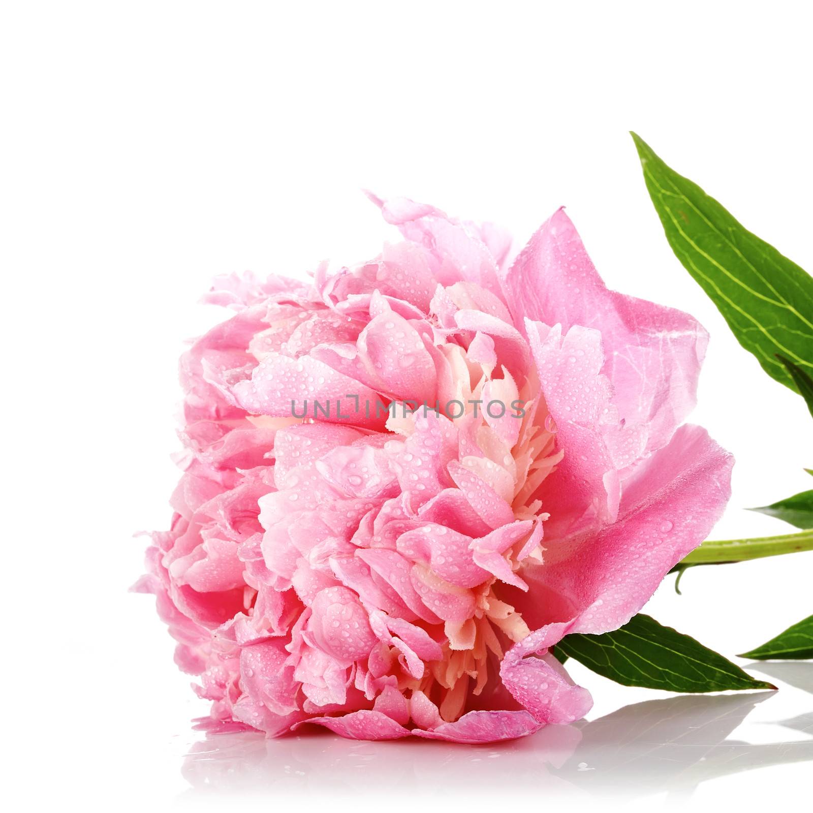 Peony flower. Pink peony. Pink flower of a peony. Pink flower. Beautiful pink flower.