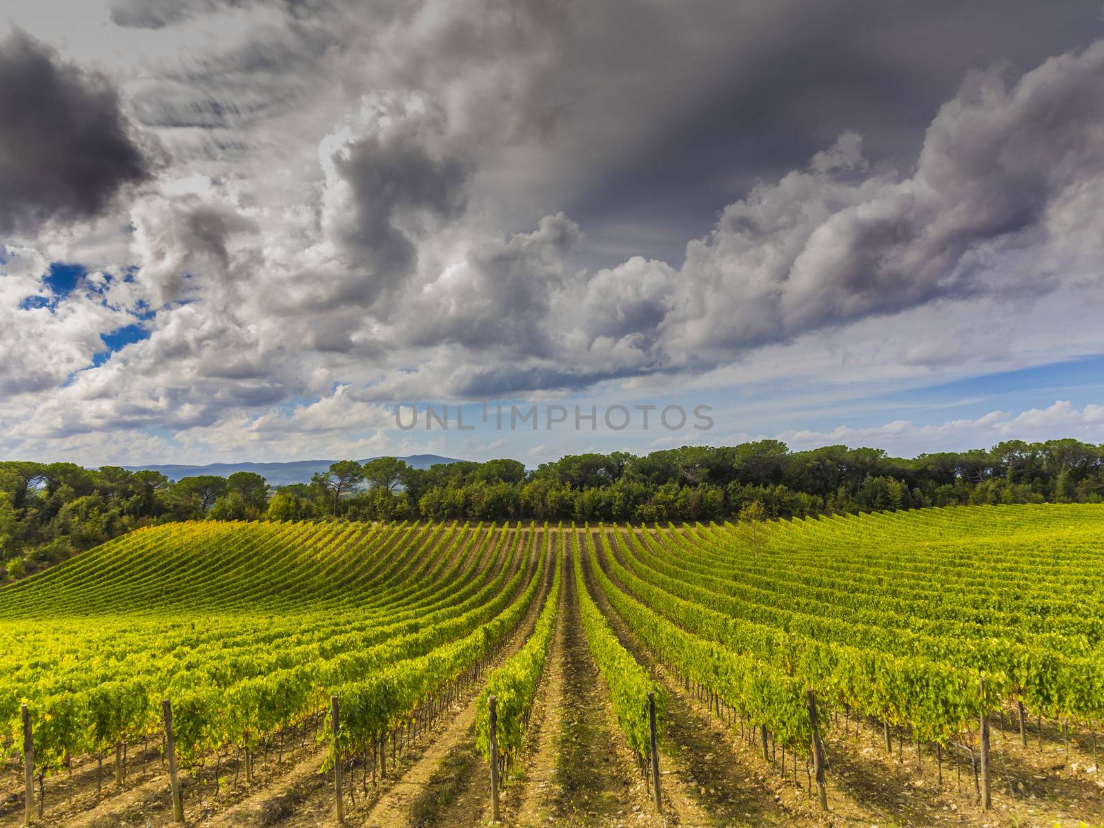 Tuscany vineyard by f/2sumicron