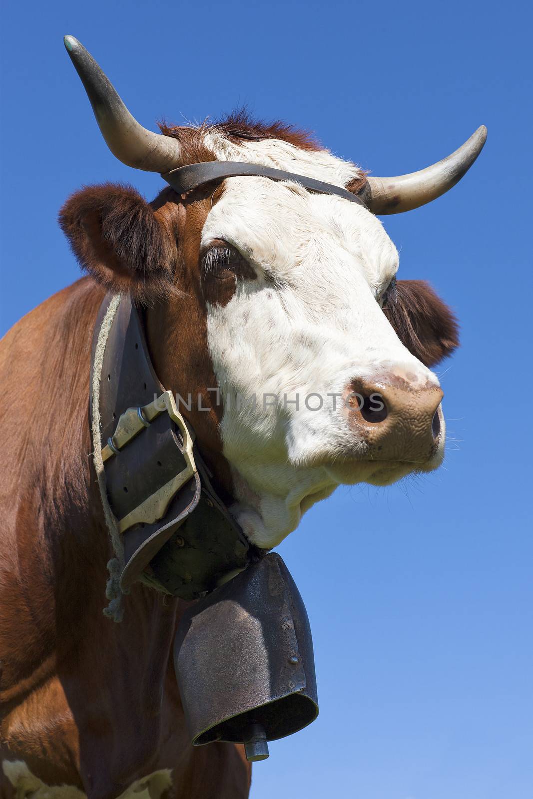 Portrait of cow in french alps 