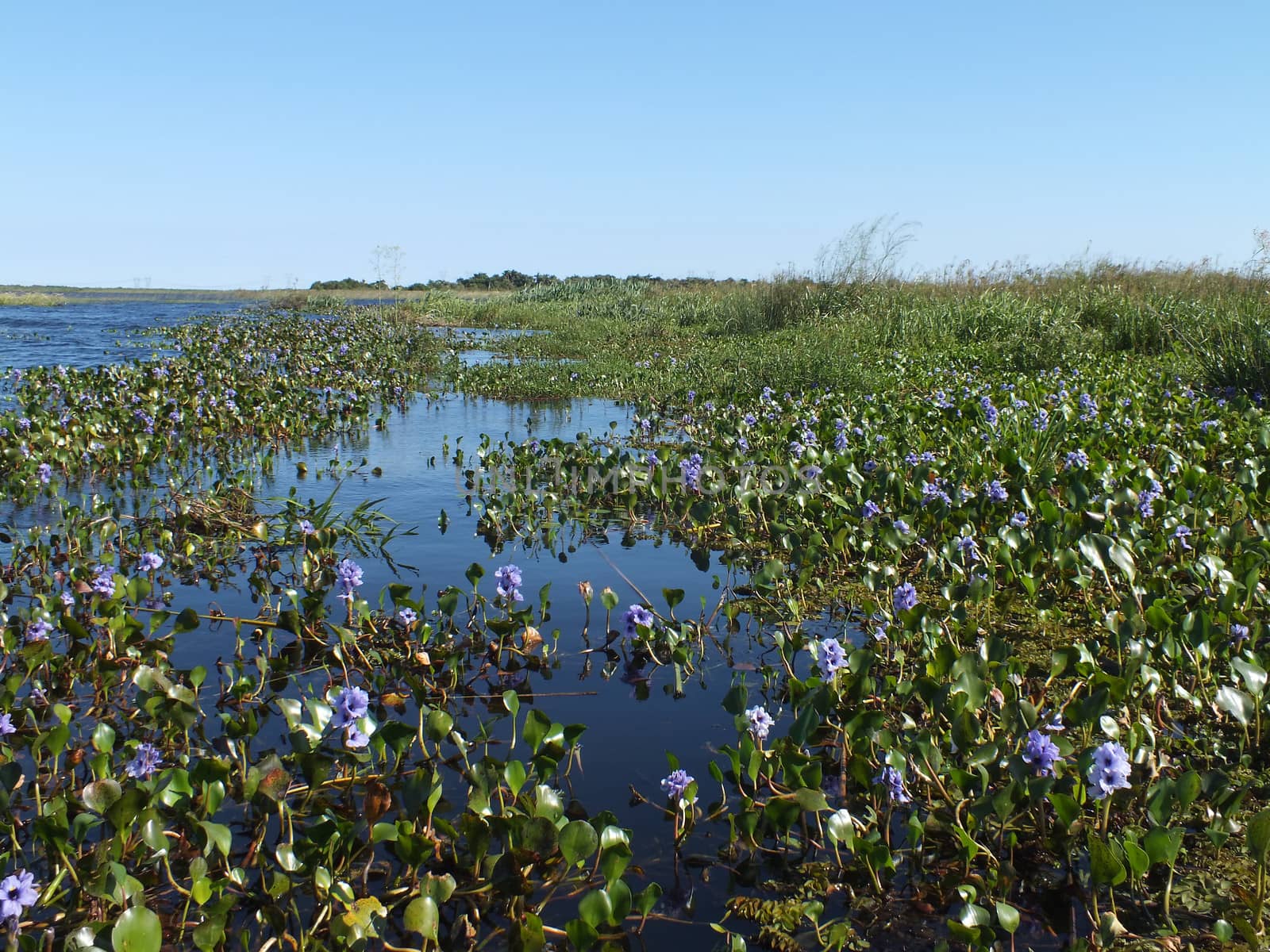 Water Hyacinth (Eichhornia) is an aquatic flowering plant that is native to South America