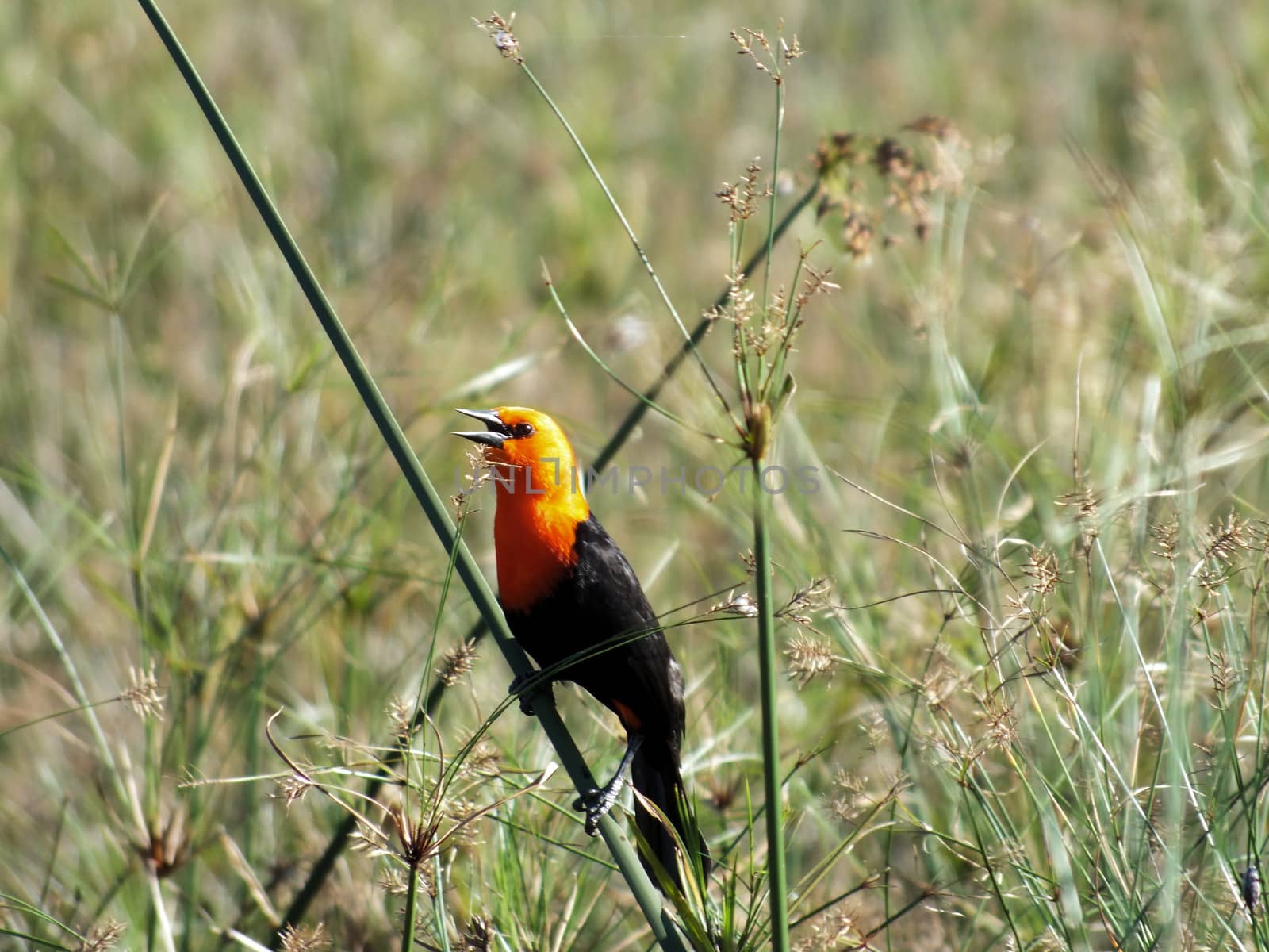 The Scarlet-headed Blackbird (Amblyramphus holosericeus) is found in large reed beds of southern South American wetlands. 