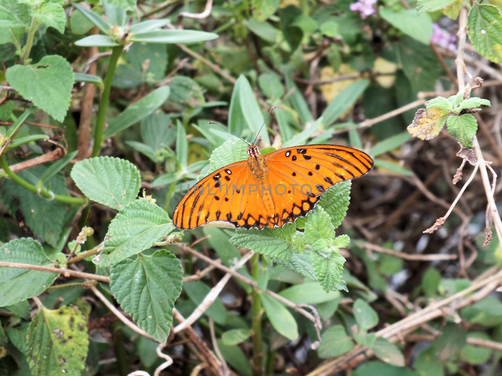 The Passion Butterfly (Agraulis vanillae) is a bright orange butterfly  whose range extends from Argentina north through Central America to the southern United States. 
