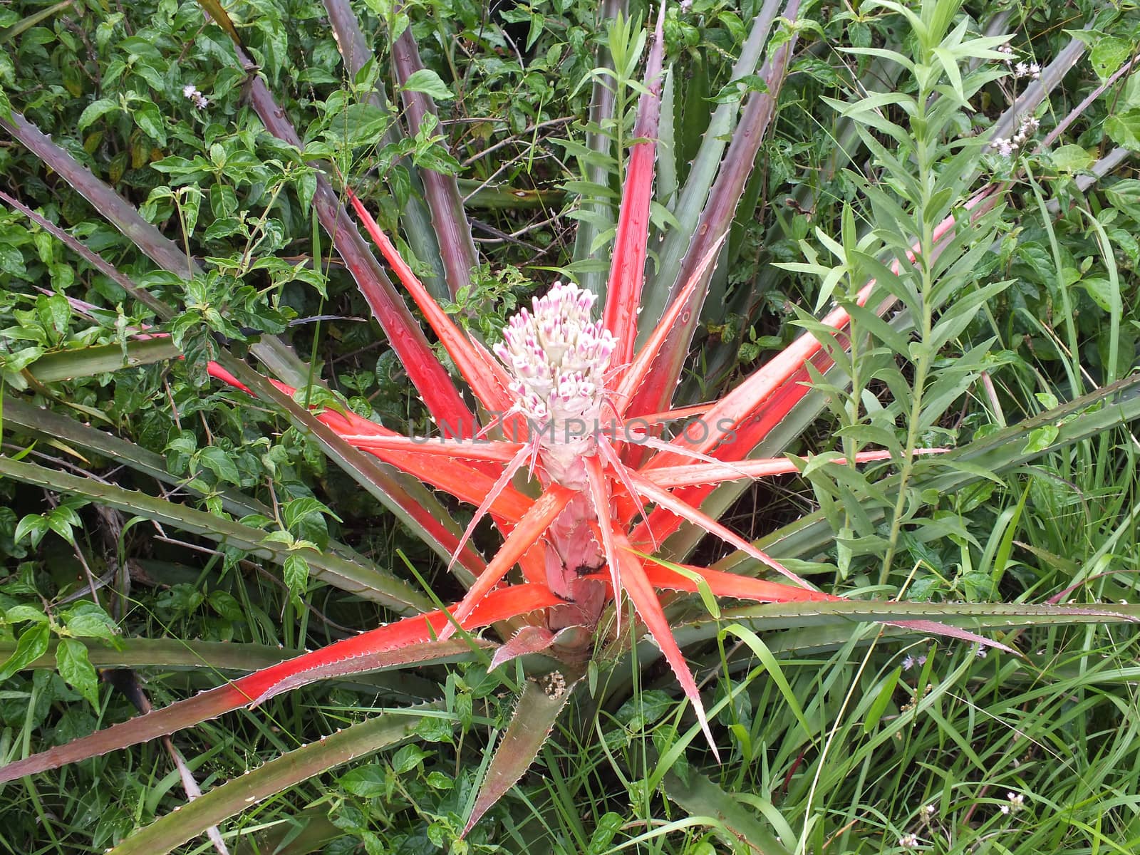 The Heart of Flame (Bromelia balansae) is a large terrestrial bromeliad native to Argentina, Brazil, and Paraguay. It has green leaves that grow 2 - 4 feet long with very sharp spines. When prepared to bloom, the centre of the plant becomes bright red and then white before releasing its fruit.