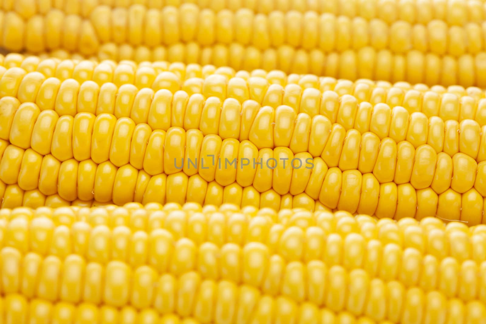 background of ripe yellow corn by jannyjus