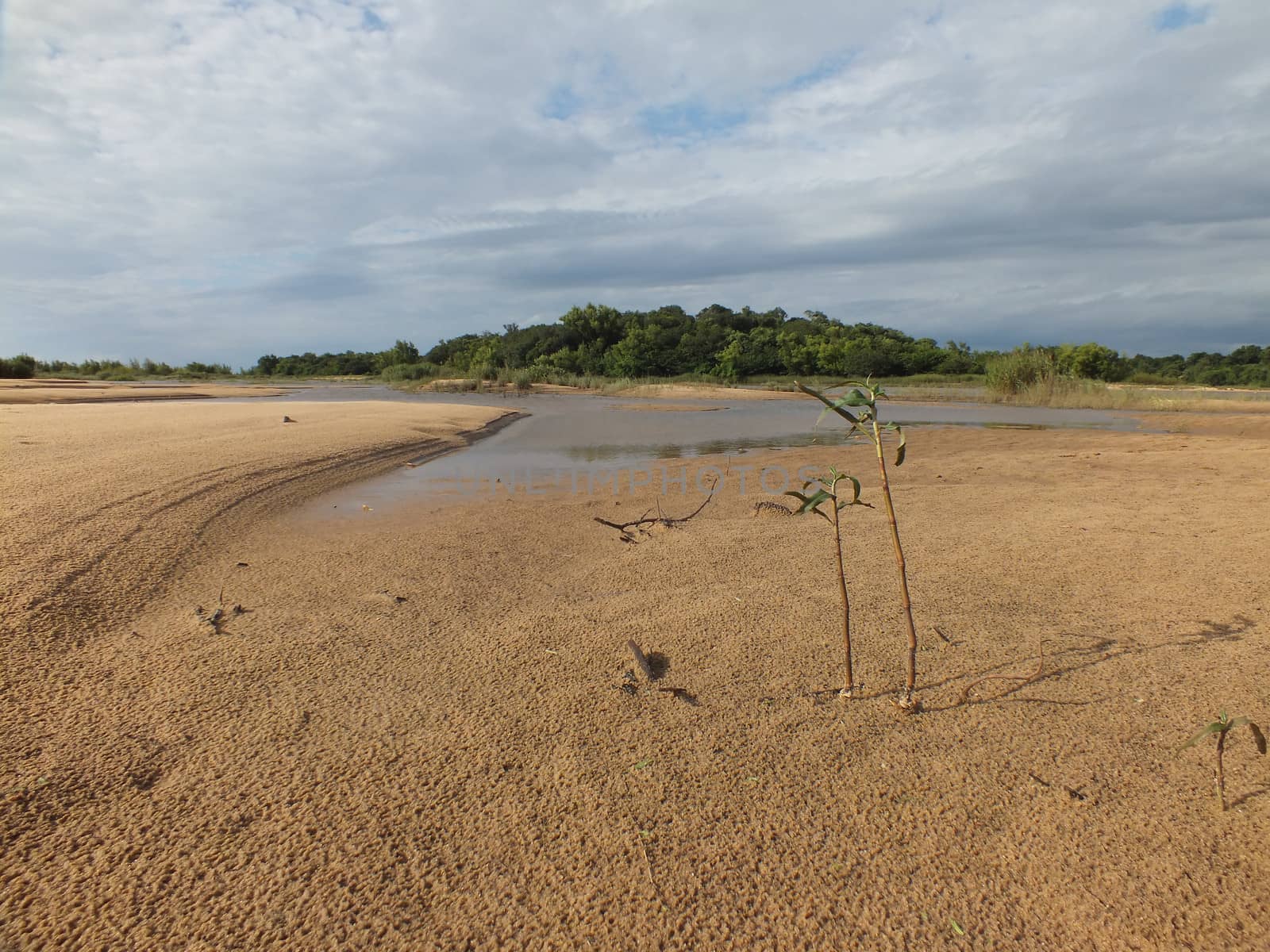 A pioneer species starts to colonise the Isla Queguay Chica sandbank. Eventually the sandbank will become stabalised and covered with vegetation like the rest of the island.