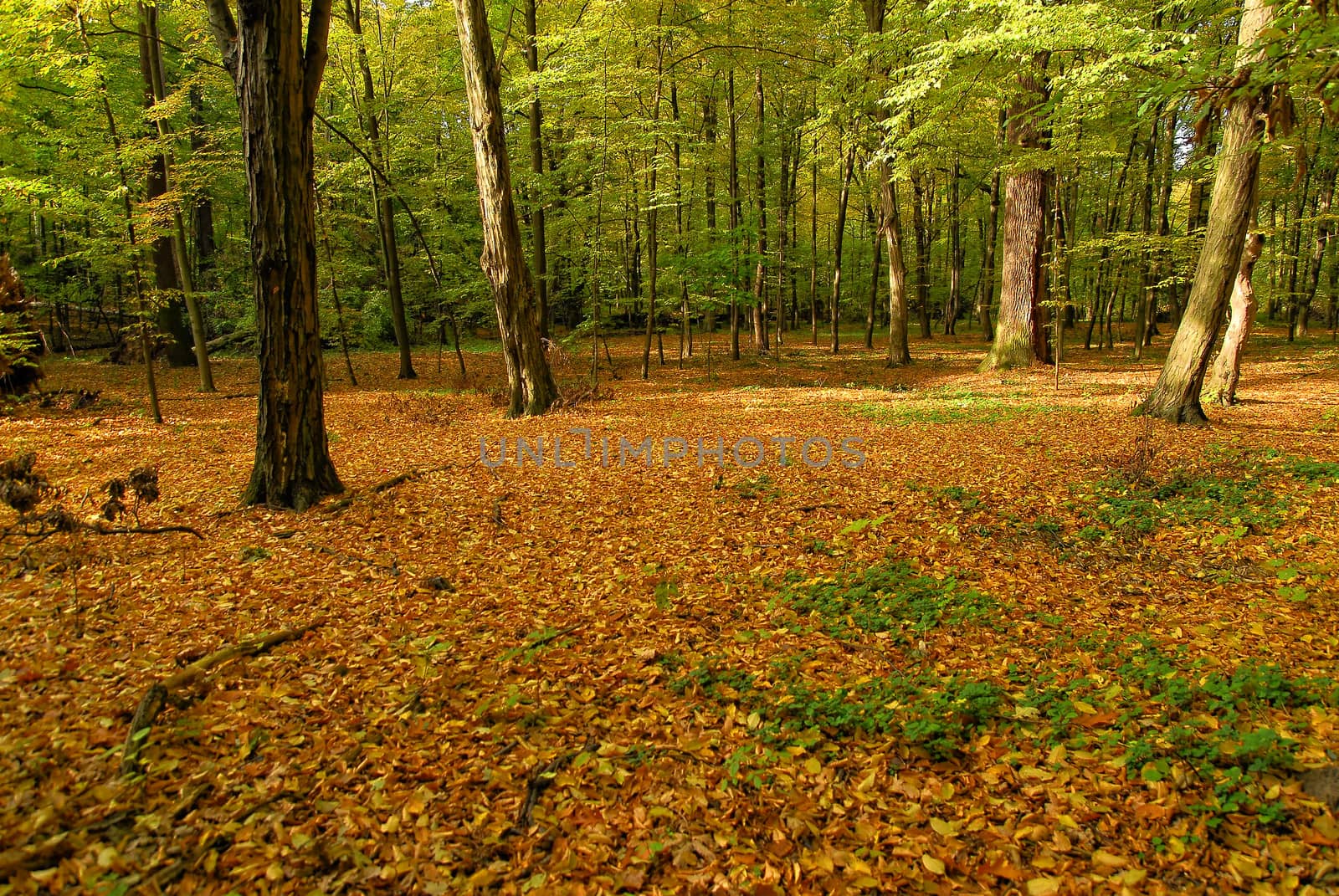 Forest during fall season