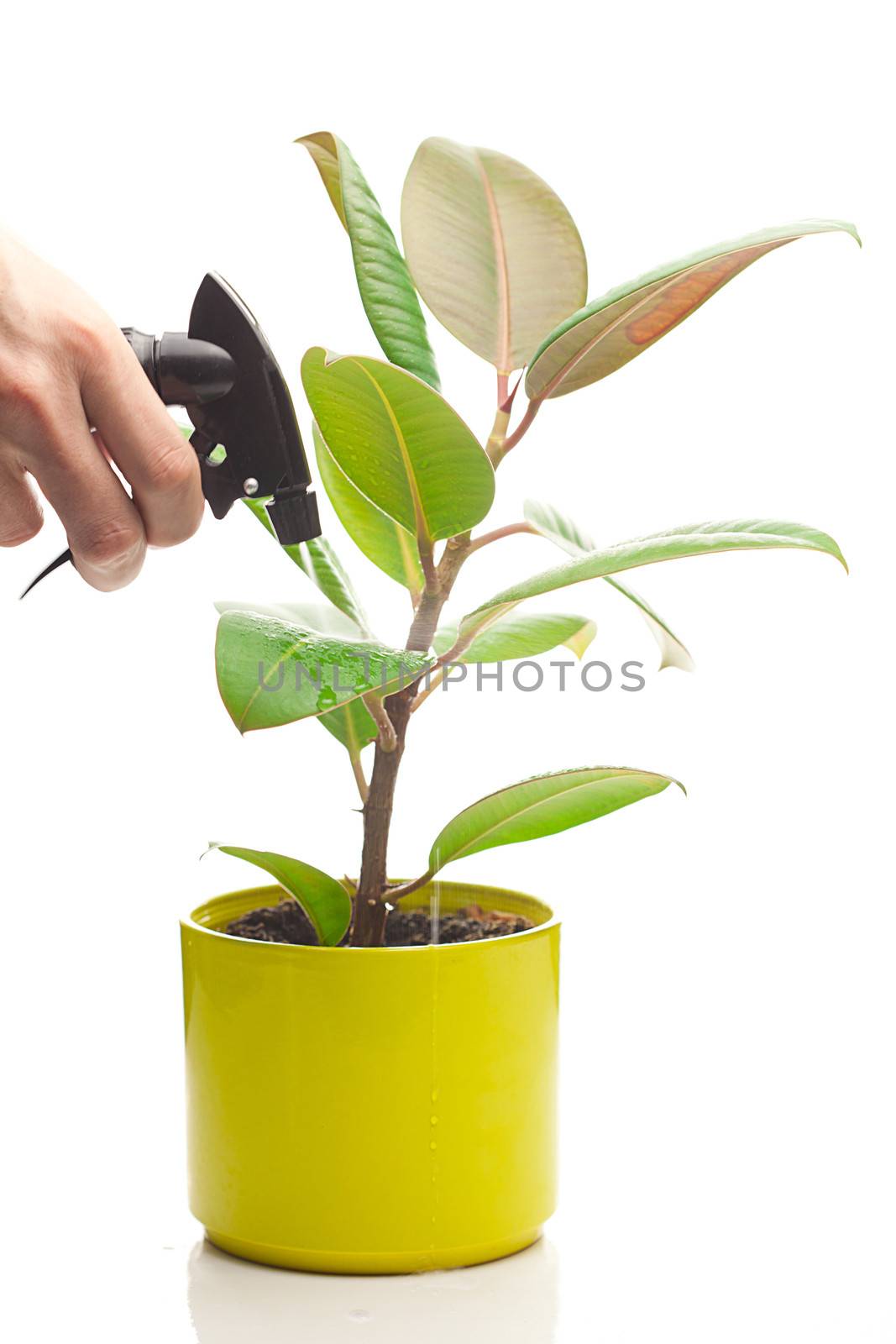 ficus flower in a pot and spray gun in hand isolated on white