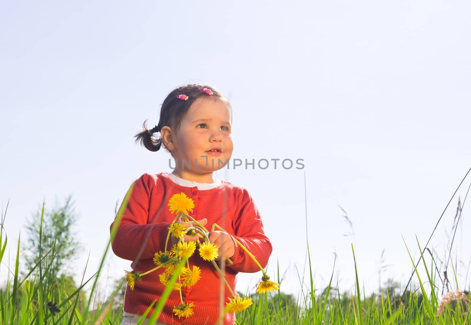 Little girl with dandelion flowers