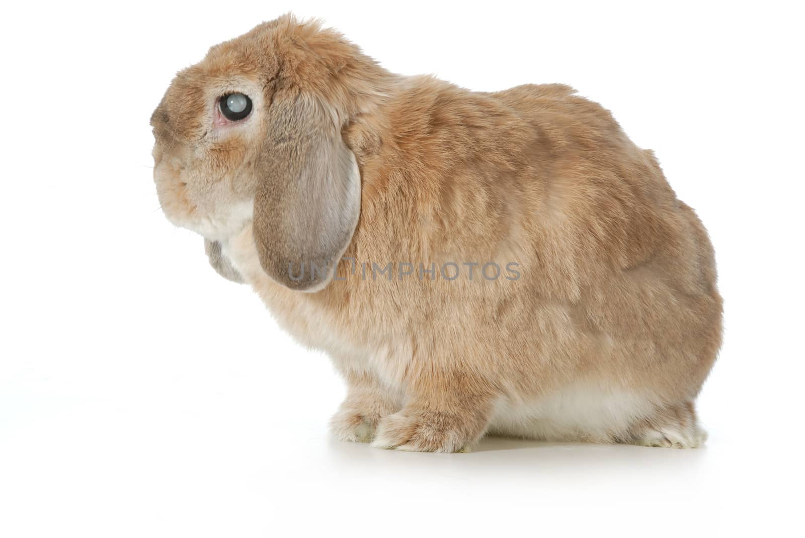senior rabbit with cataracts isolated on white background - lop eared