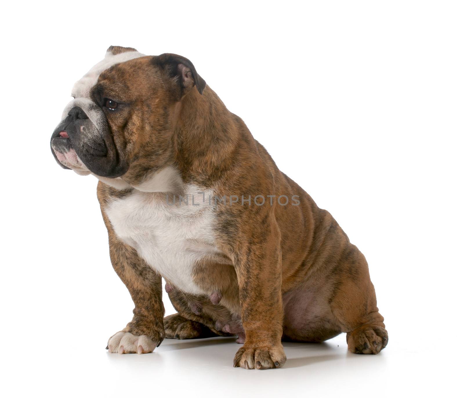 bulldog - brindle english bulldog female sitting isolated on white background