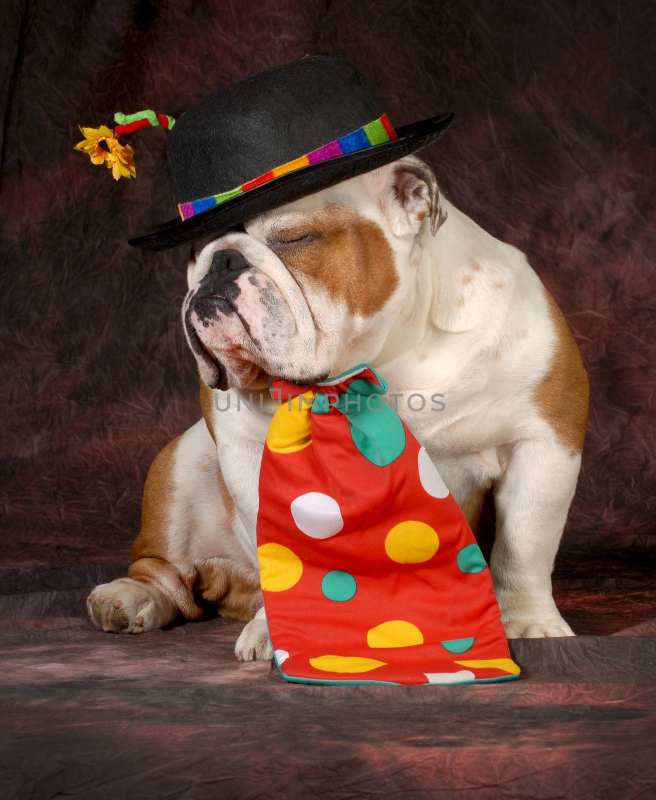 dog clown - english bulldog wearing clown hat and tie on purple background