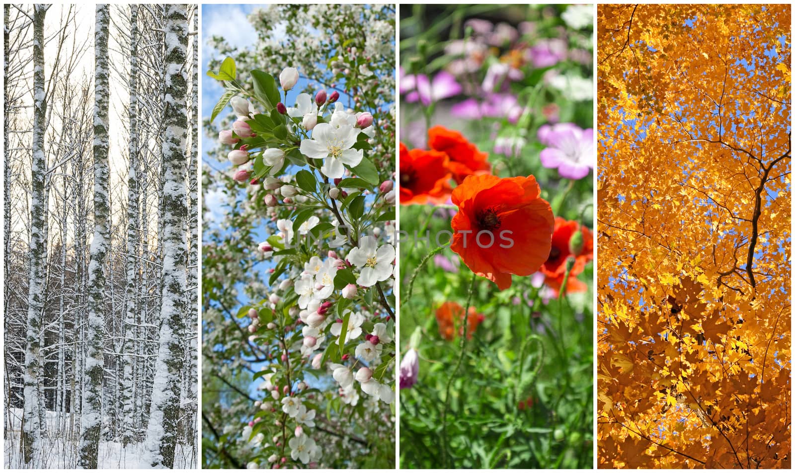 Winter, spring, summer, autumn. Four seasons. by anikasalsera