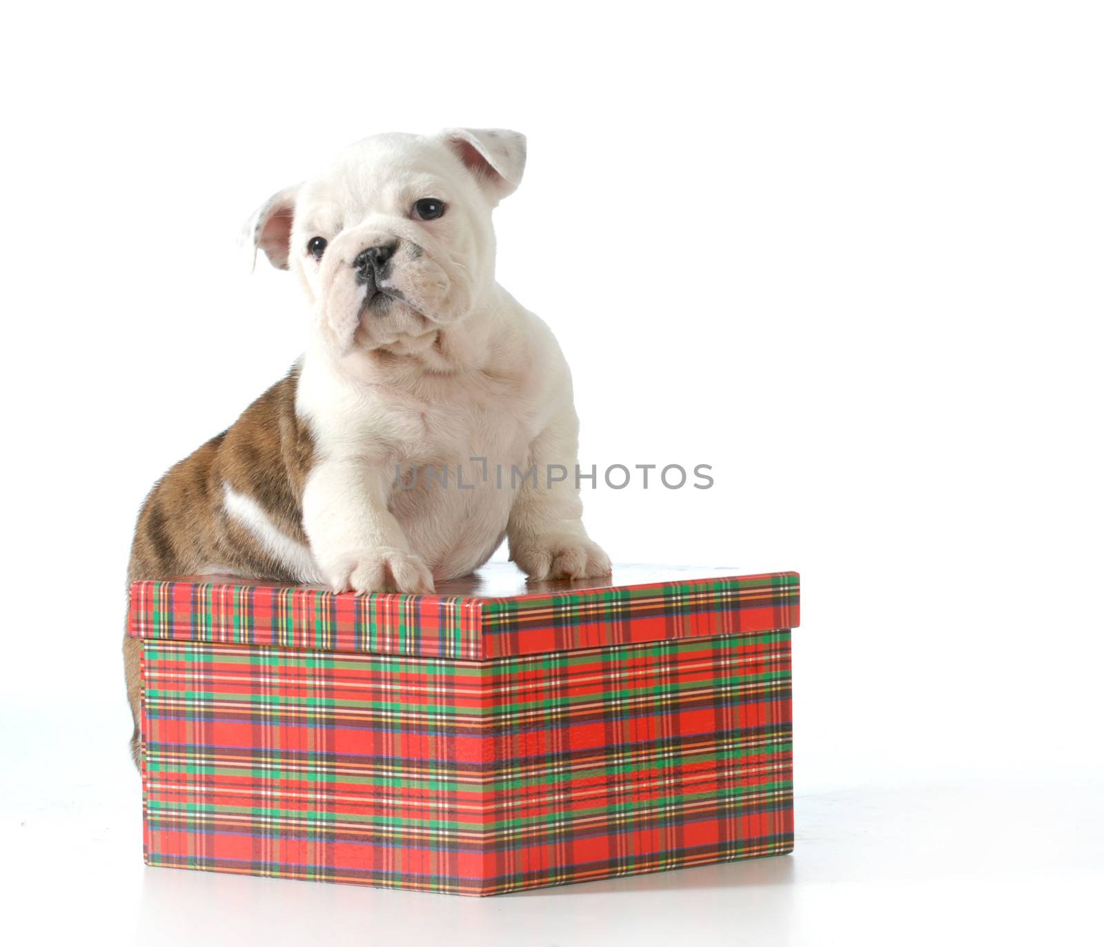puppy present - english bulldog puppy standing on a christmas gift basket isolated in white background - 7 weeks old