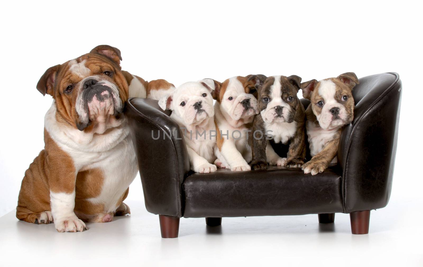 dog family - english bulldog father sitting beside litter of four puppies sitting on couch isolated on white background