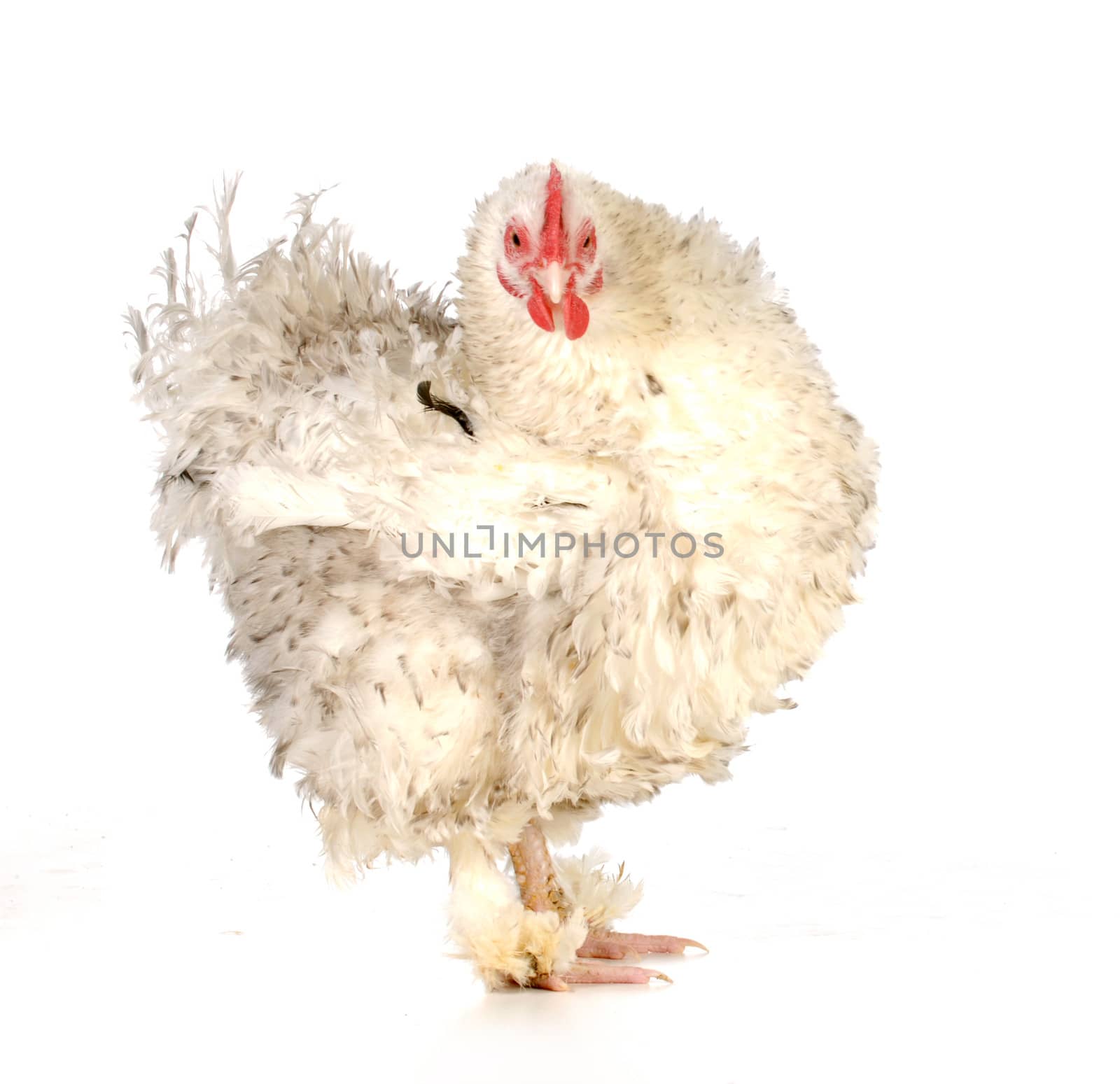 chicken - frizzle chicken looking at viewer isolated on white background