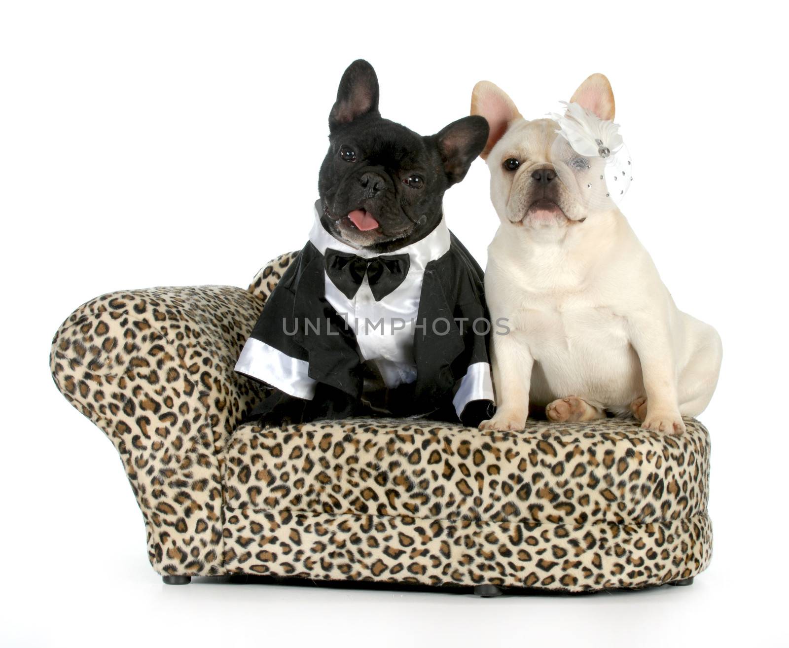 dog couple - french bulldogs dressed up like a man and woman isolated on white background