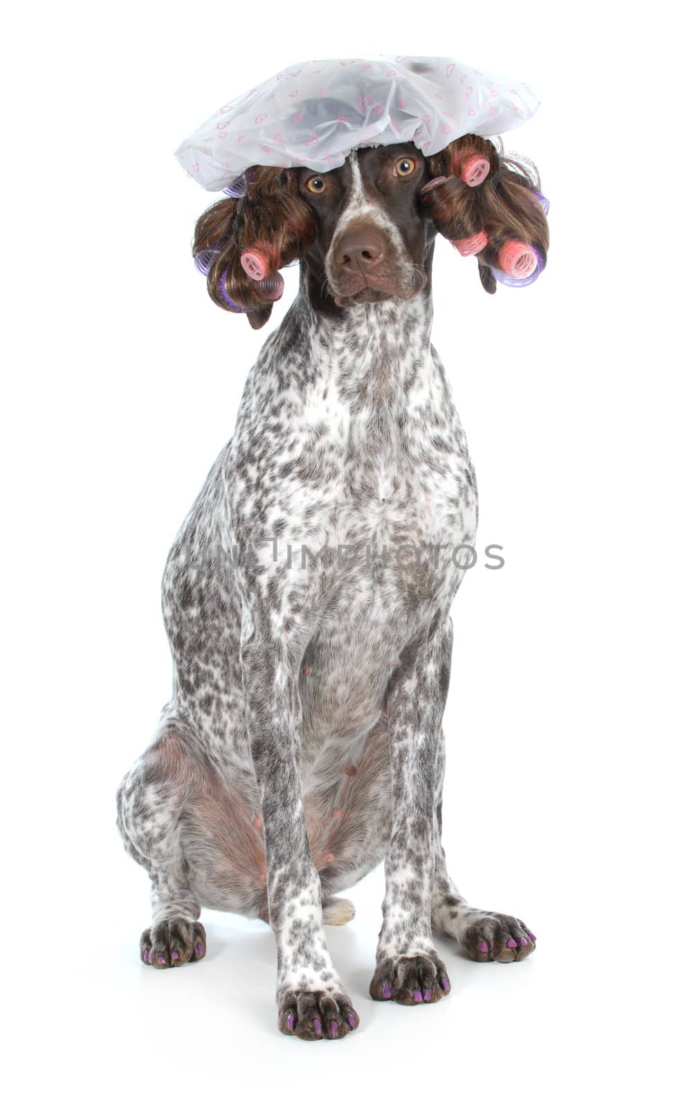 dog grooming - german shorthaired pointer at the beauty salon isolated on white background