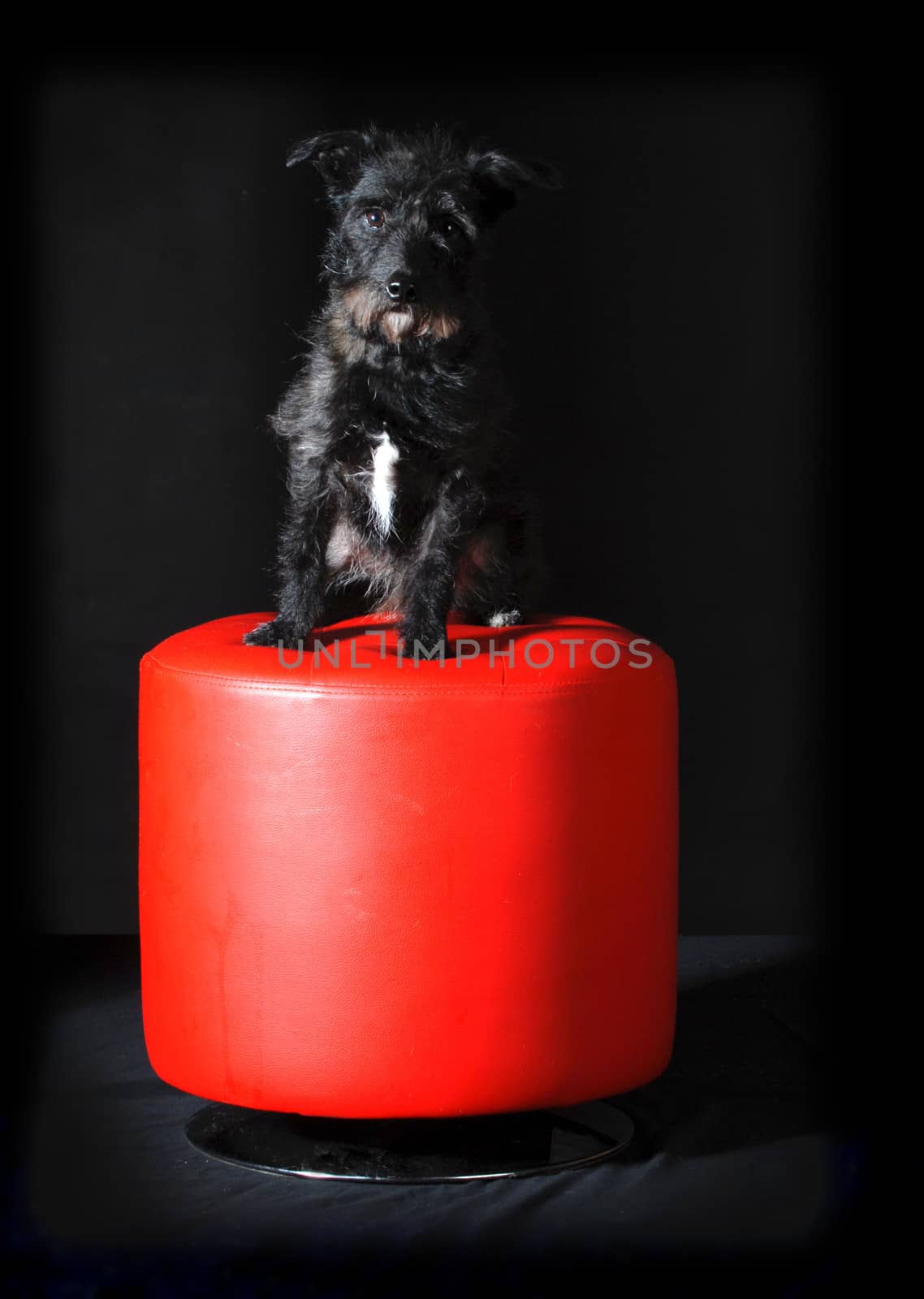 cute mixed breed dog sitting on red stool on black background 