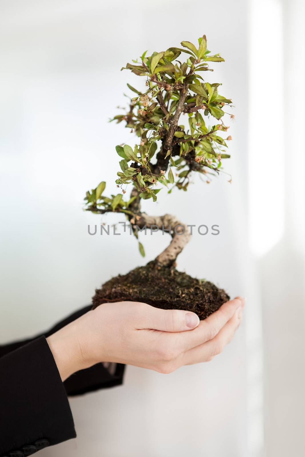 Close-up of beautiful young businesswoman holding Bonsai tree
