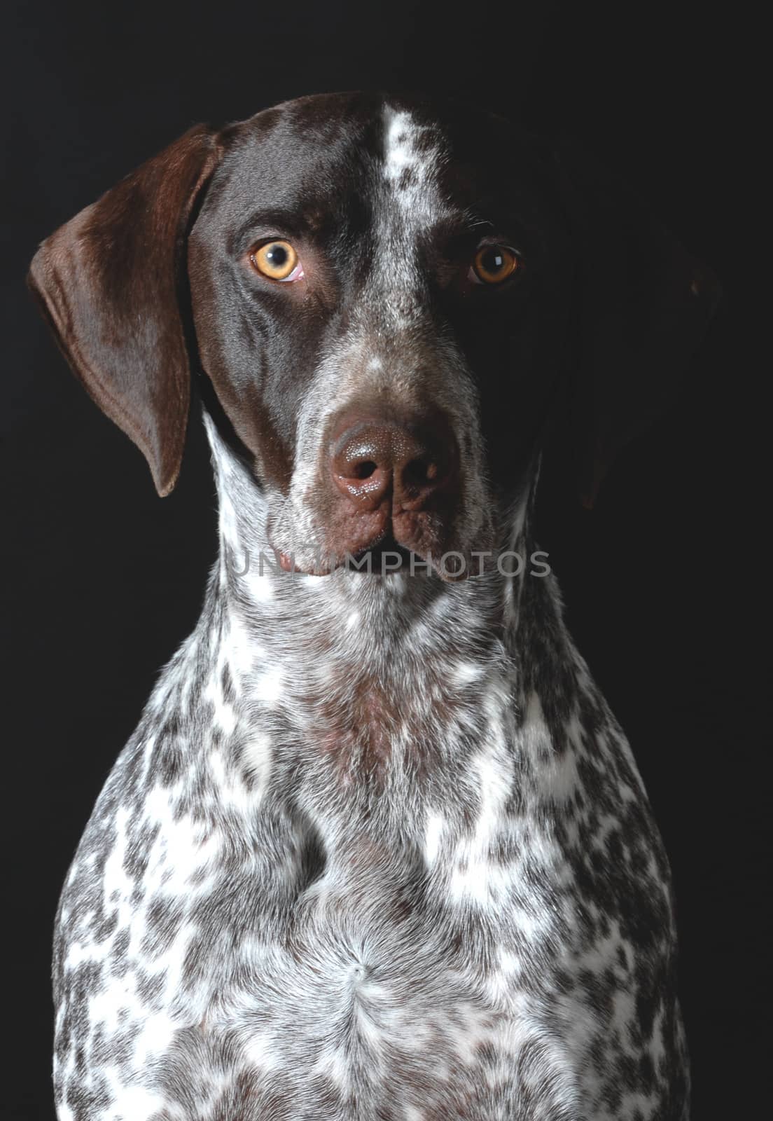 german shorthaired pointer portrait by willeecole123