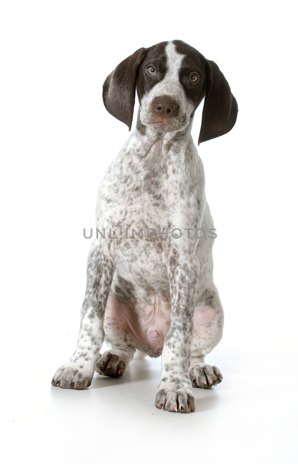 german shorthaired pointer puppy sitting looking at viewer on white background - 11 weeks old