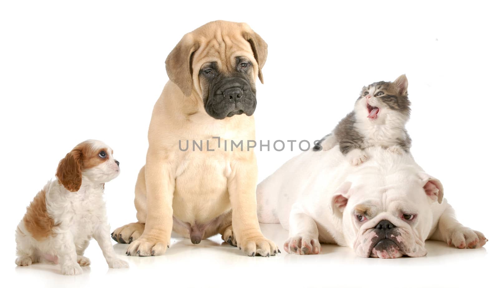 dog and cat fight - cavalier king charles spaniel, bull mastiff, english bulldog and domestic long haired kitten arguing isolated on white background