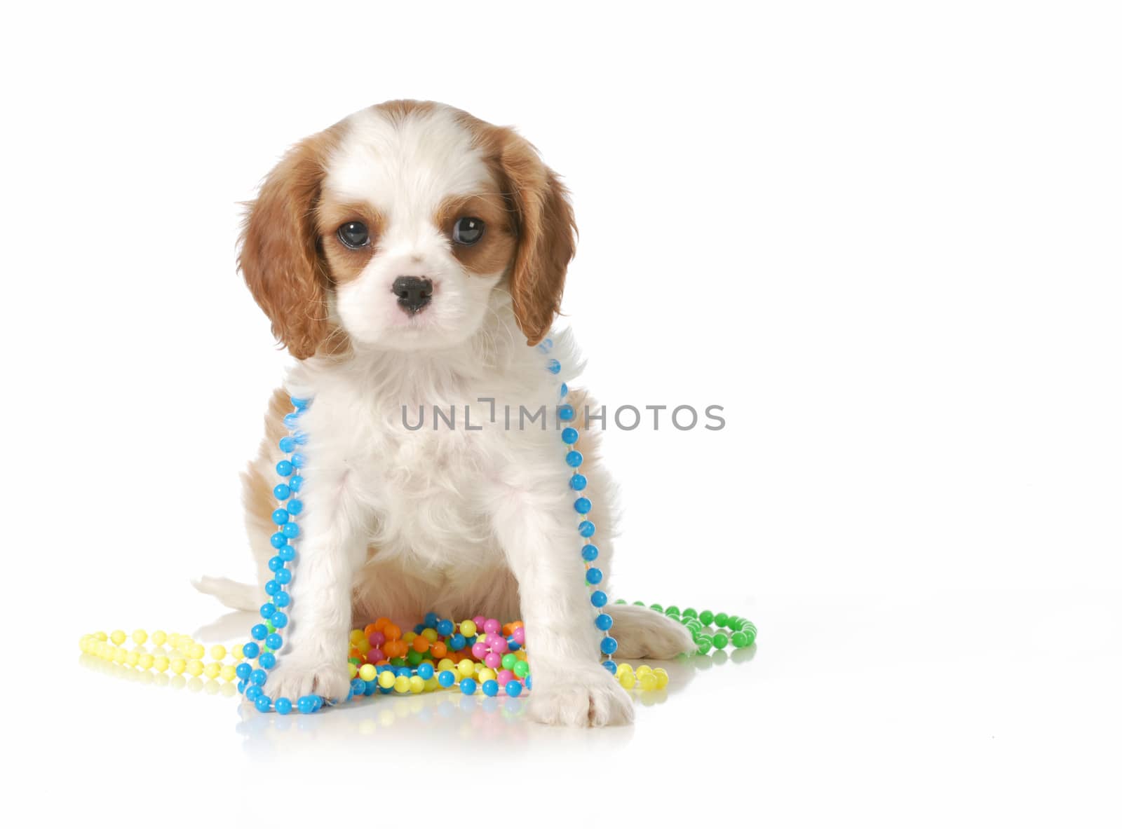cute puppy - female cavalier king charles spaniel puppy sitting looking at viewer isolated on white background - 10 weeks old
