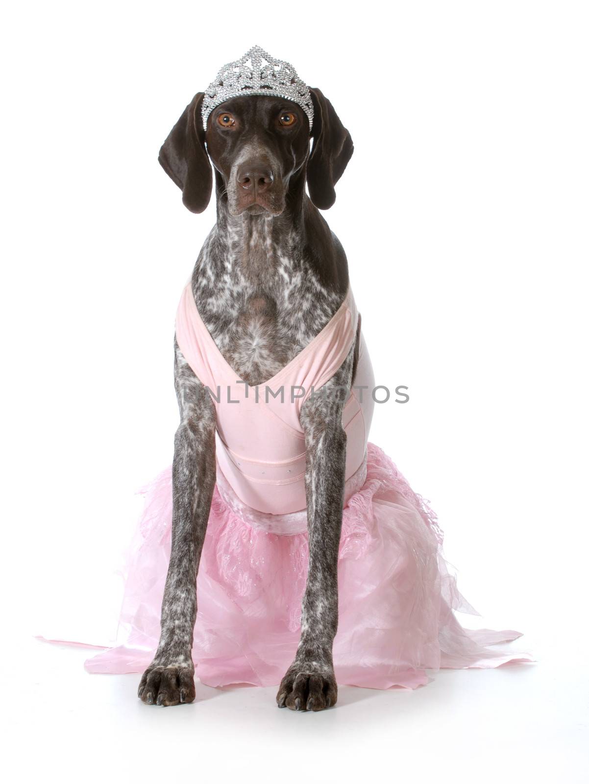 spoiled dog - german shorthaired pointer dressed up like a princess isolated on white background