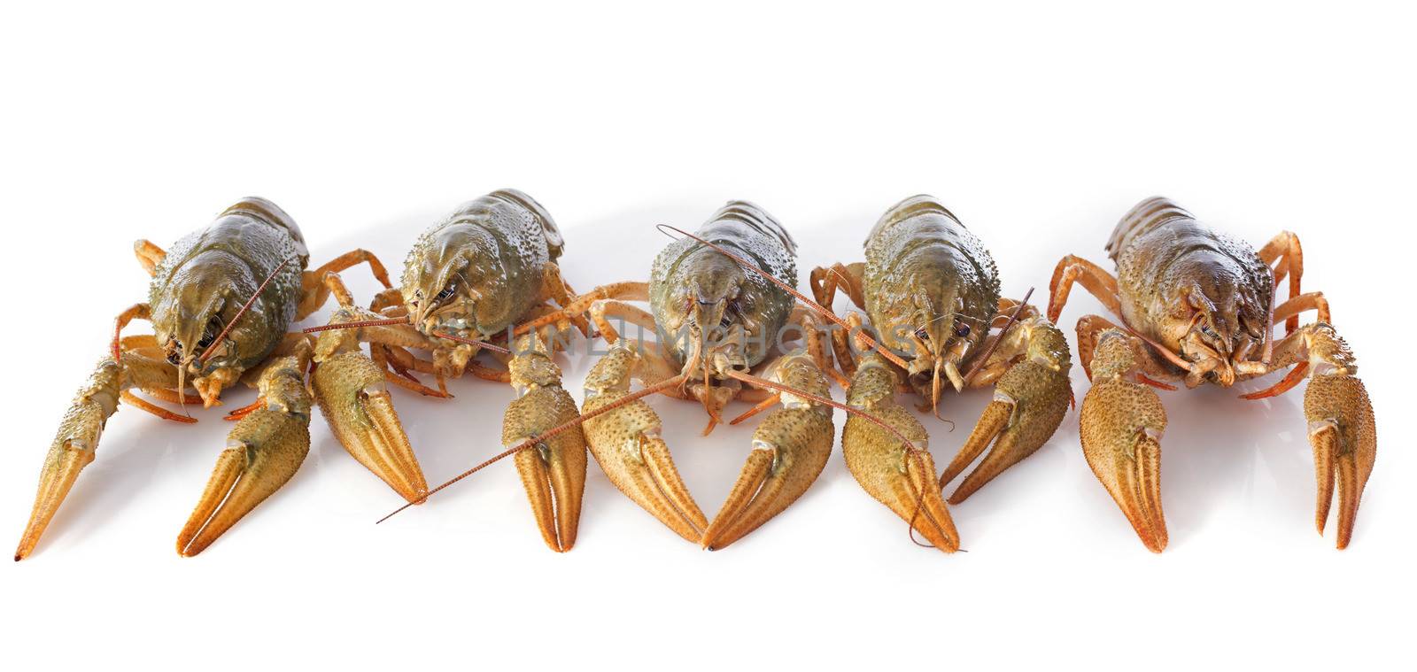 river crayfish in front of white background