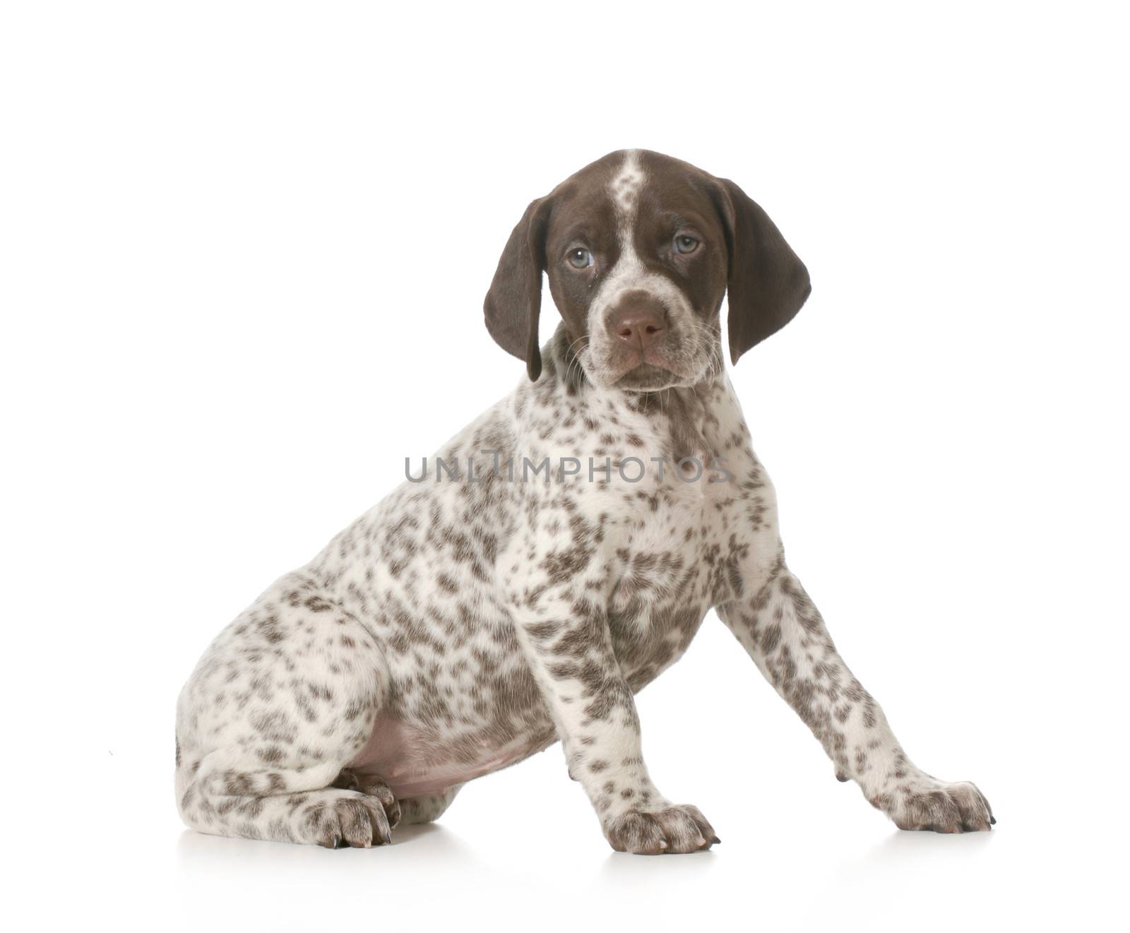 cute puppy - german shorthaired pointer puppy sitting on white background - 7 weeks old