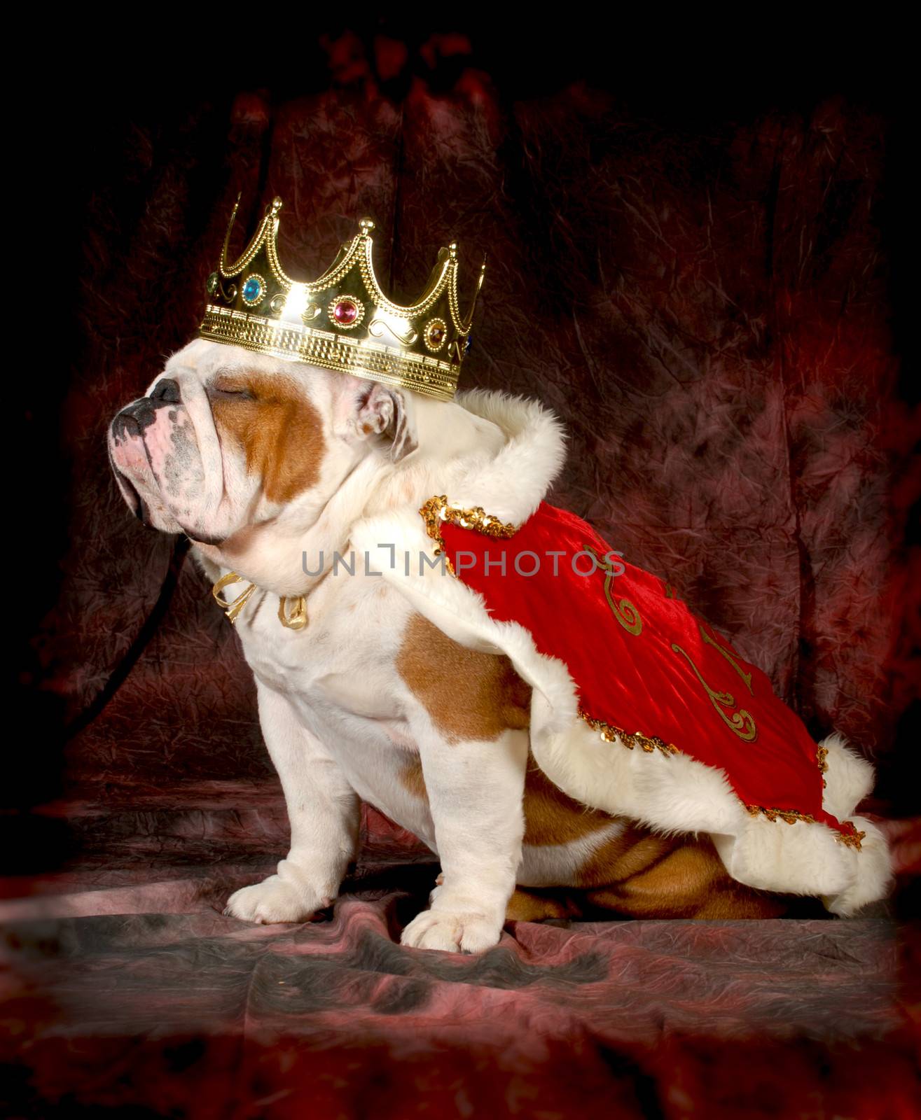 spoiled dog - english bulldog dressed up like a king - 4 year old male