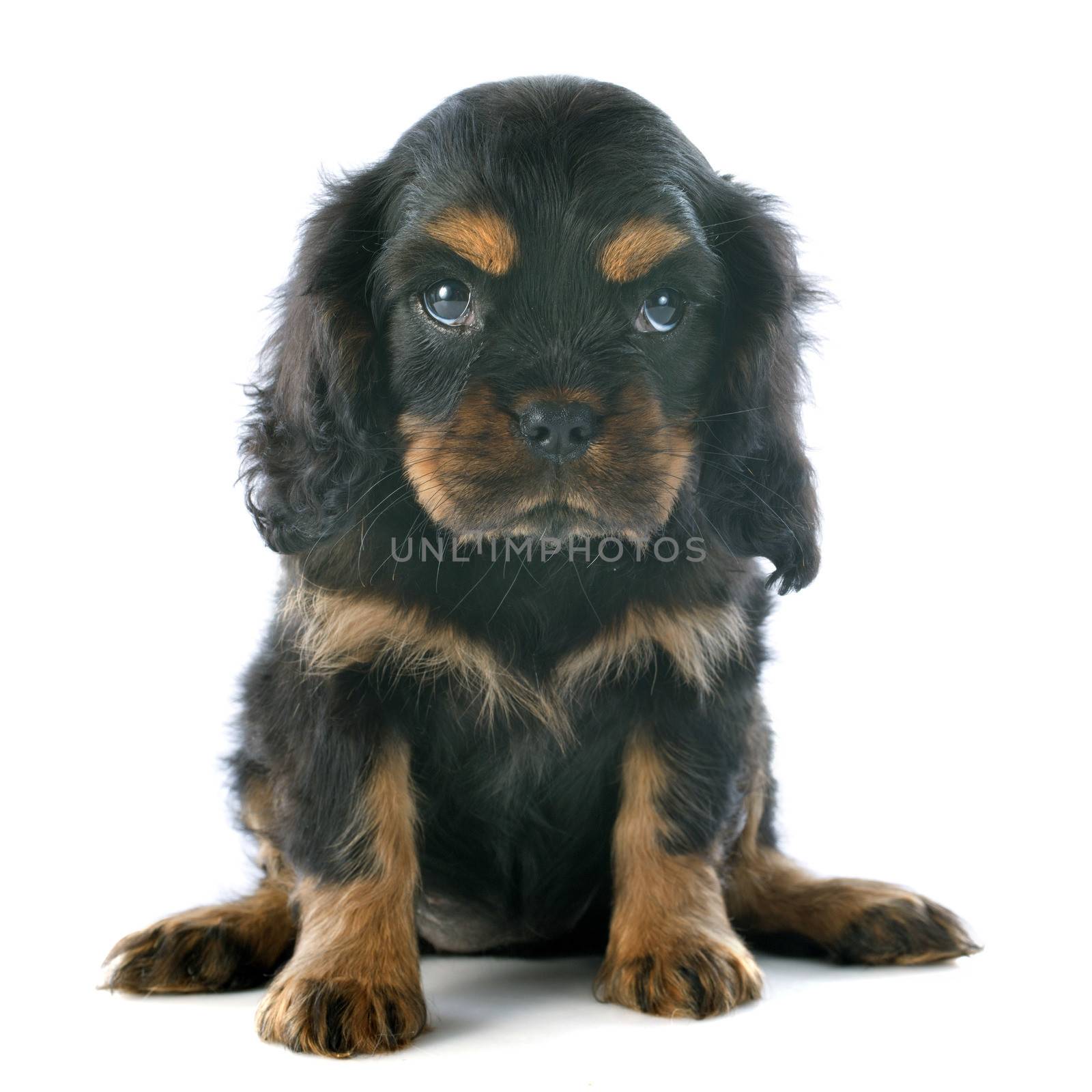 puppy cavalier king charles by cynoclub