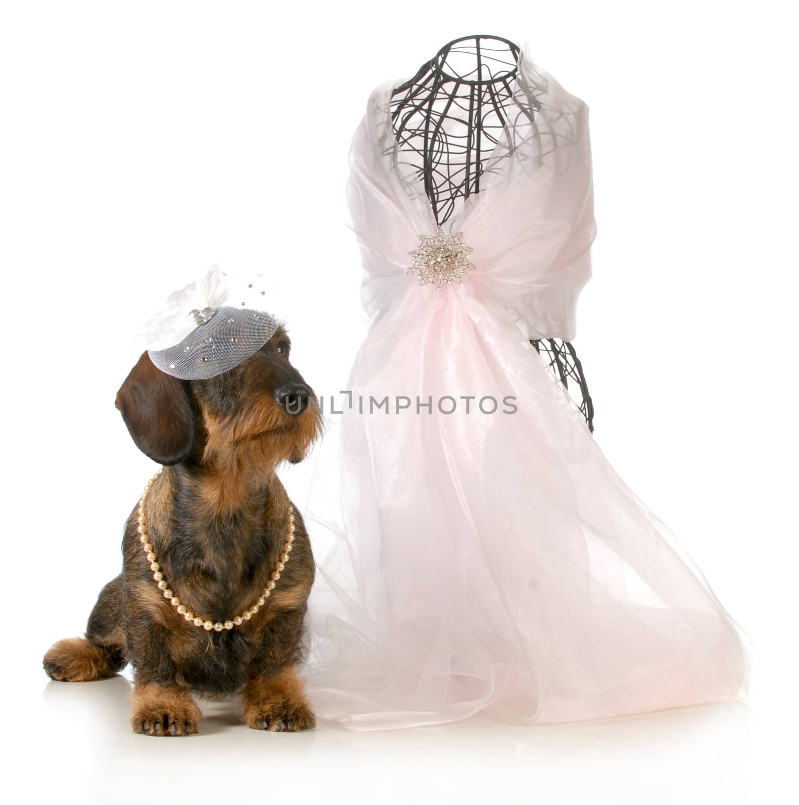 female dog - wirehaired dachshund sitting beside dressmakers mannequin isolated on white background