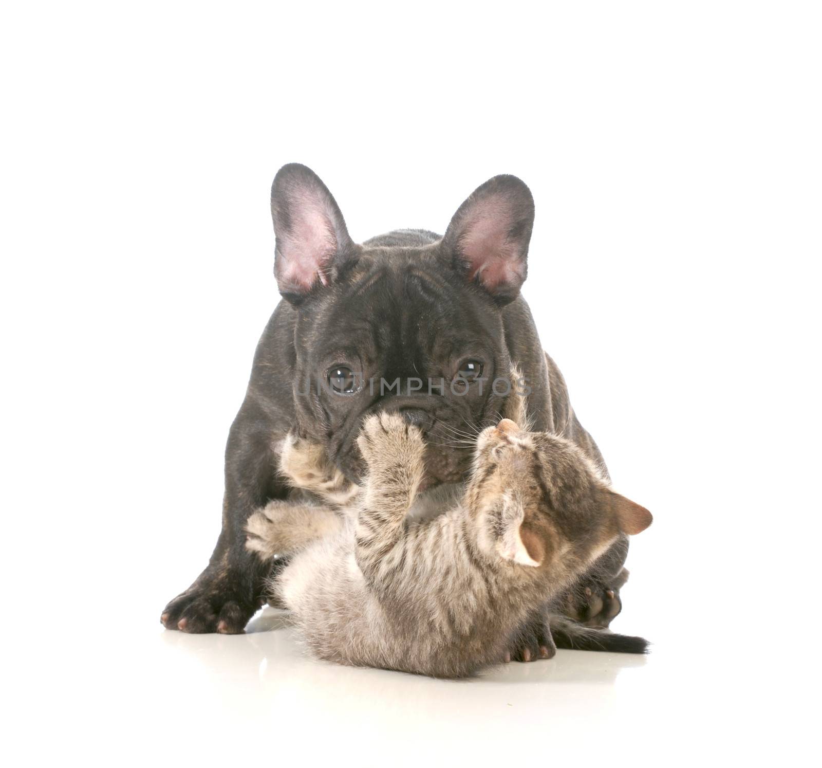 puppy and kitten playing - french bulldog puppy being attacked by a young playful kitten isolated on white background