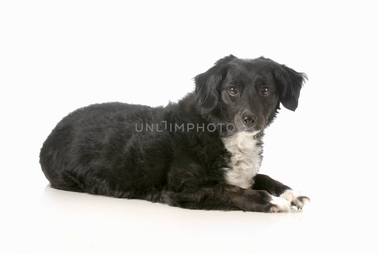 mixed breed dog laying down looking at viewer isolated on white background