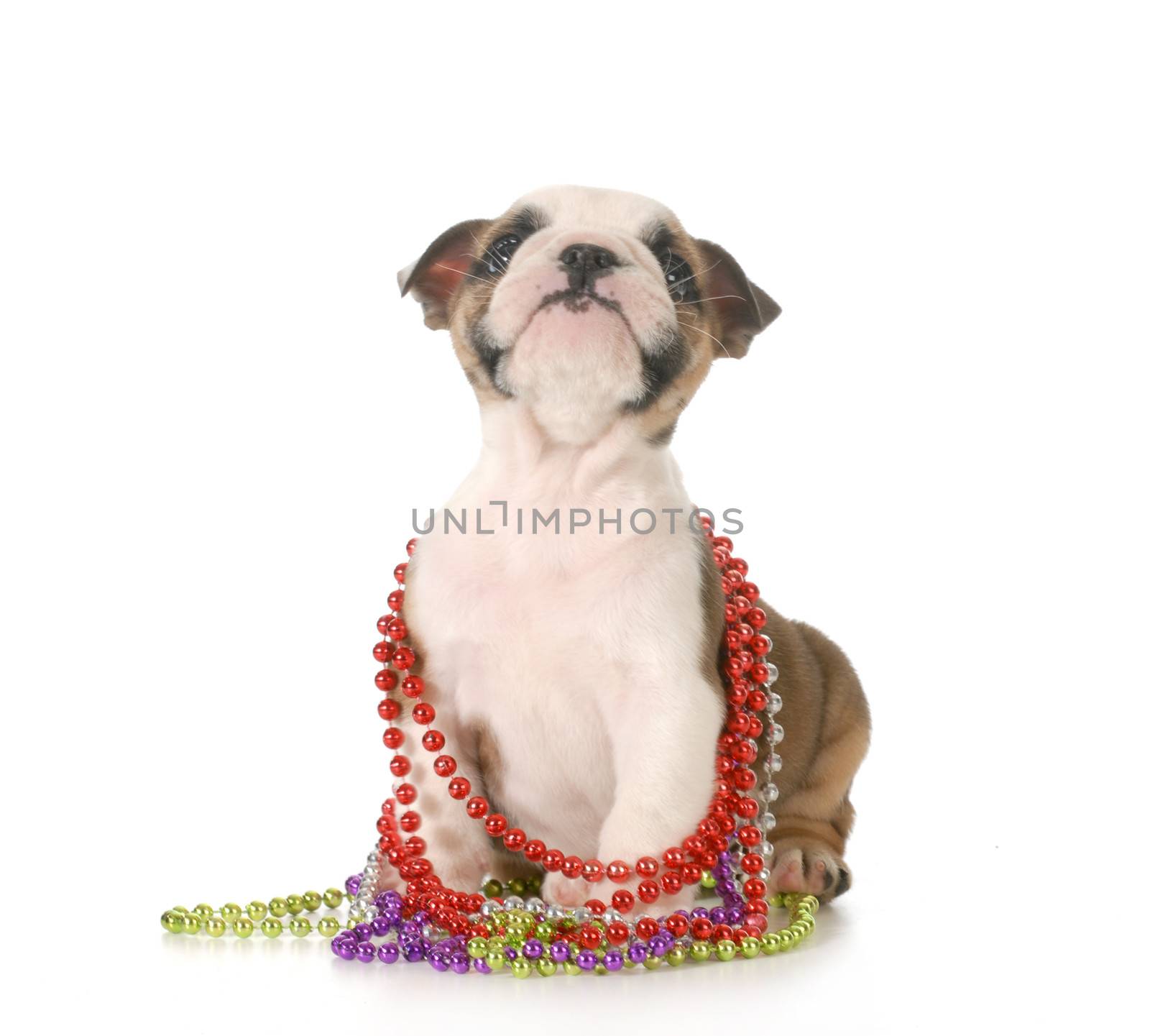 female bulldog puppy with colorful beads around neck isolated on white background - 7 weeks old