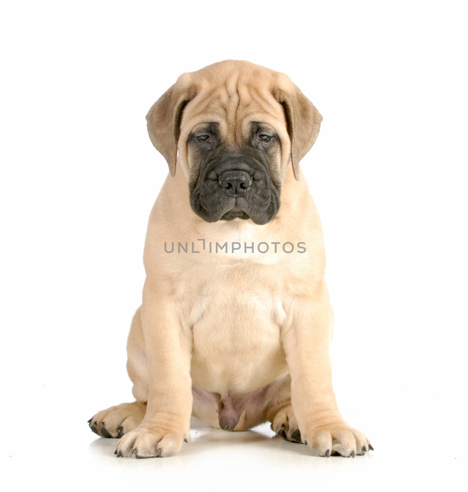 bullmastiff puppy sitting looking at viewer isolated on white background - 8 weeks old