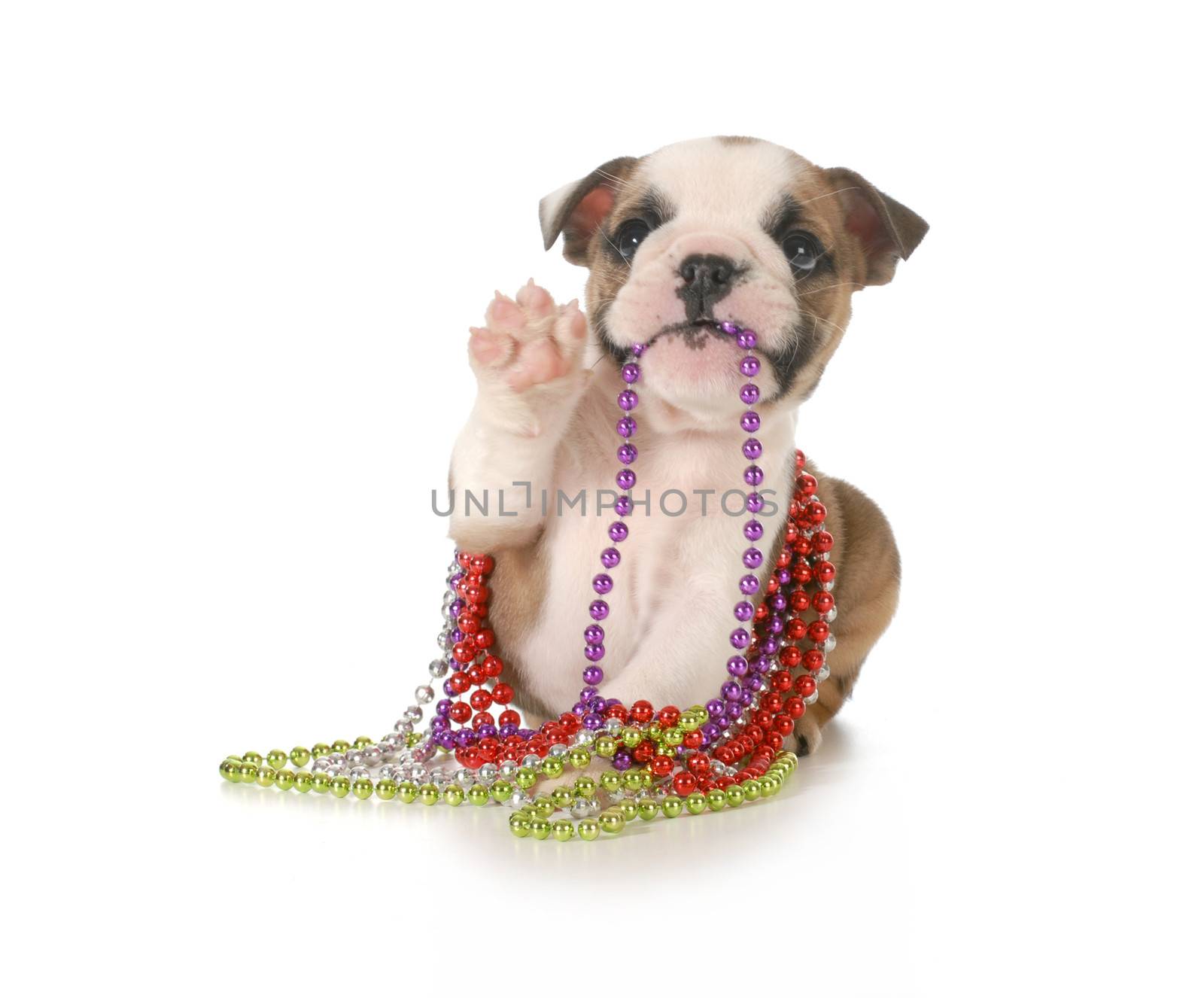 playful puppy chewing on beads - english bulldog 7 weeks old isolated on white background