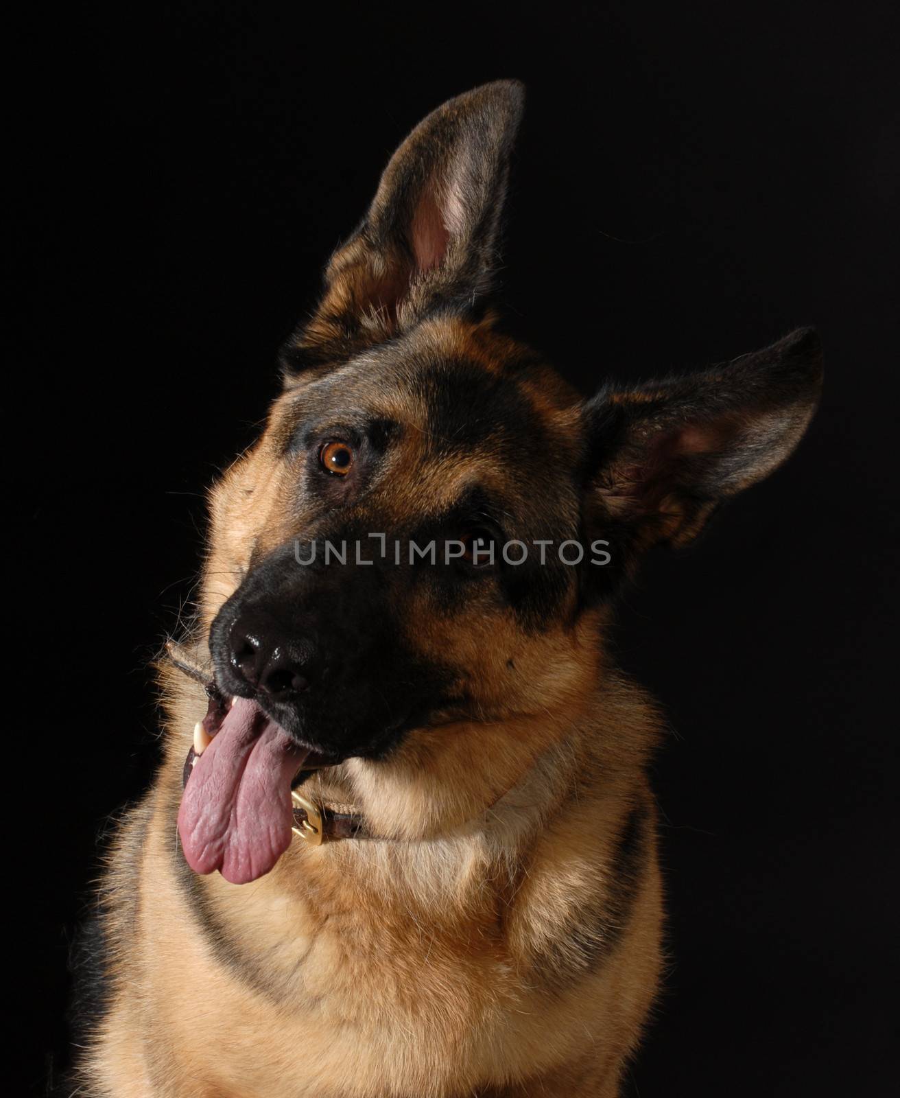 german shepherd portrait on black background