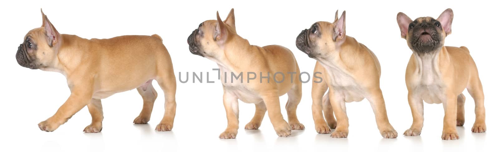 puppy barking and moving series - french bulldog 