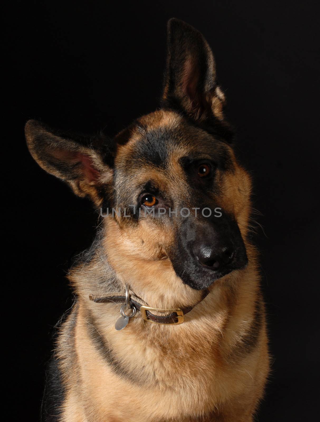 german shepherd portrait on black background
