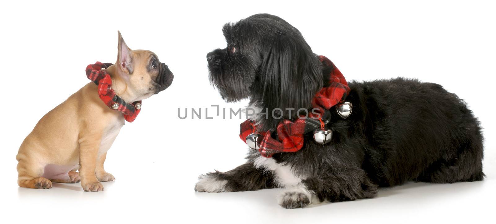 christmas dogs - french bulldog puppy looking at mixed breed friend both wearing christmas collars isolated on white background