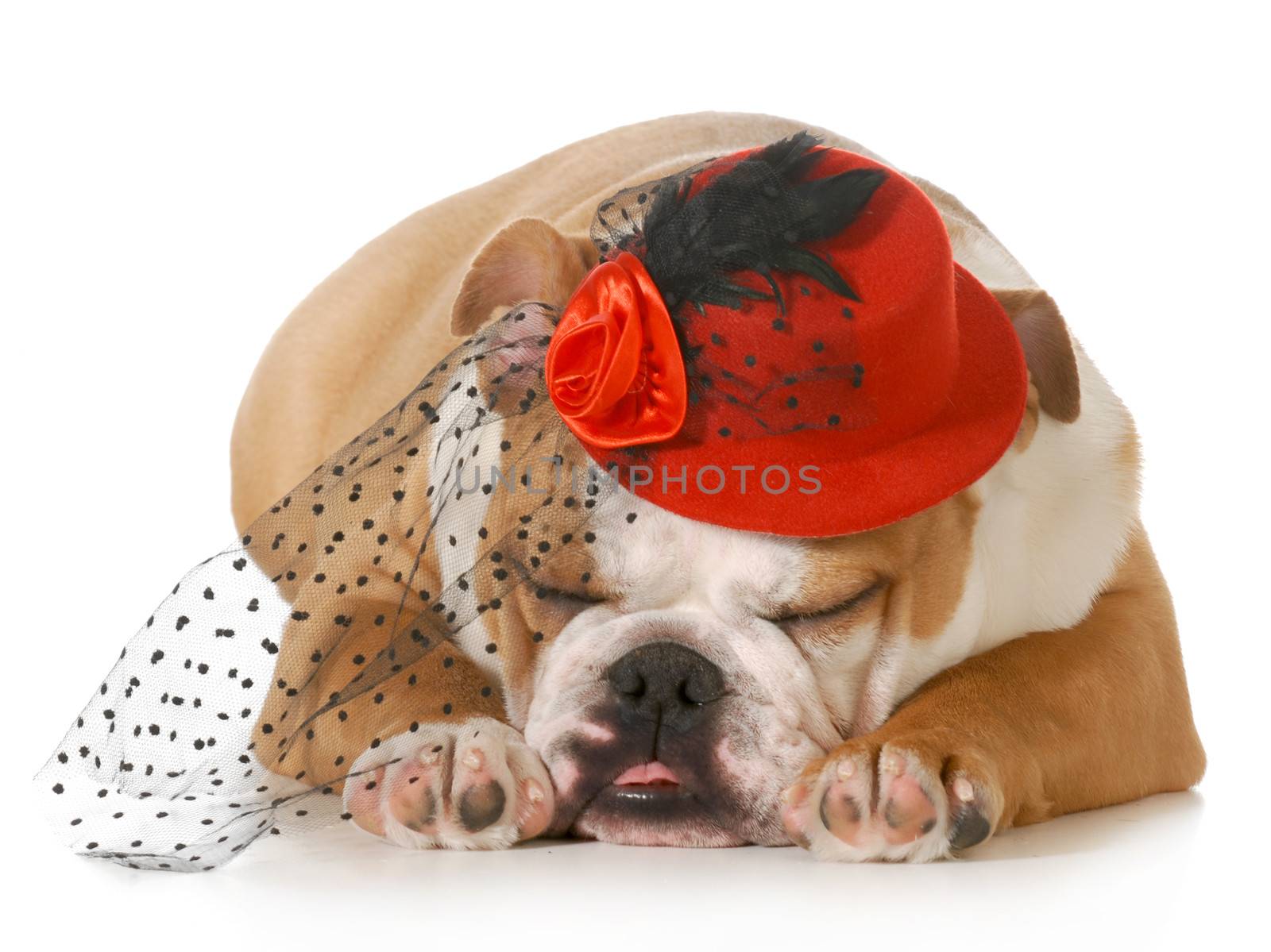 female puppy - english bulldog puppy wearing a red hat and veil isolated on white background
