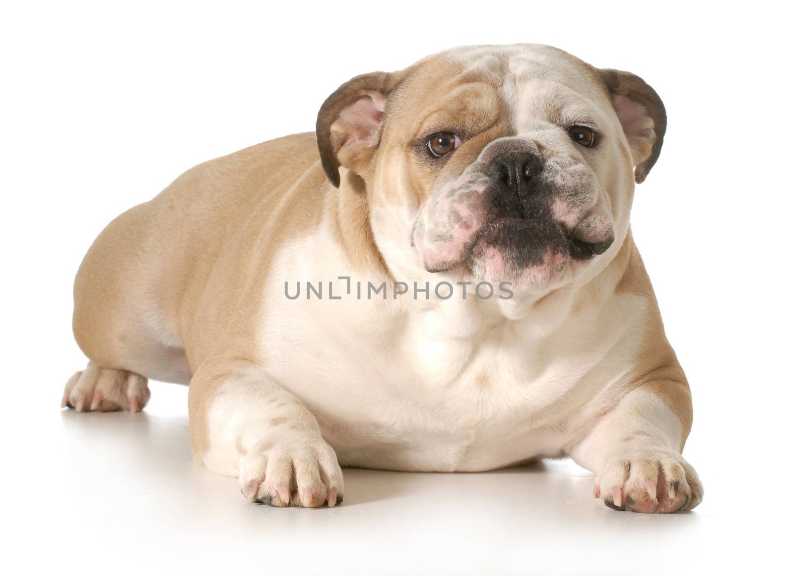 english bulldog with silly expression laying down isolated on white background - 2 years old