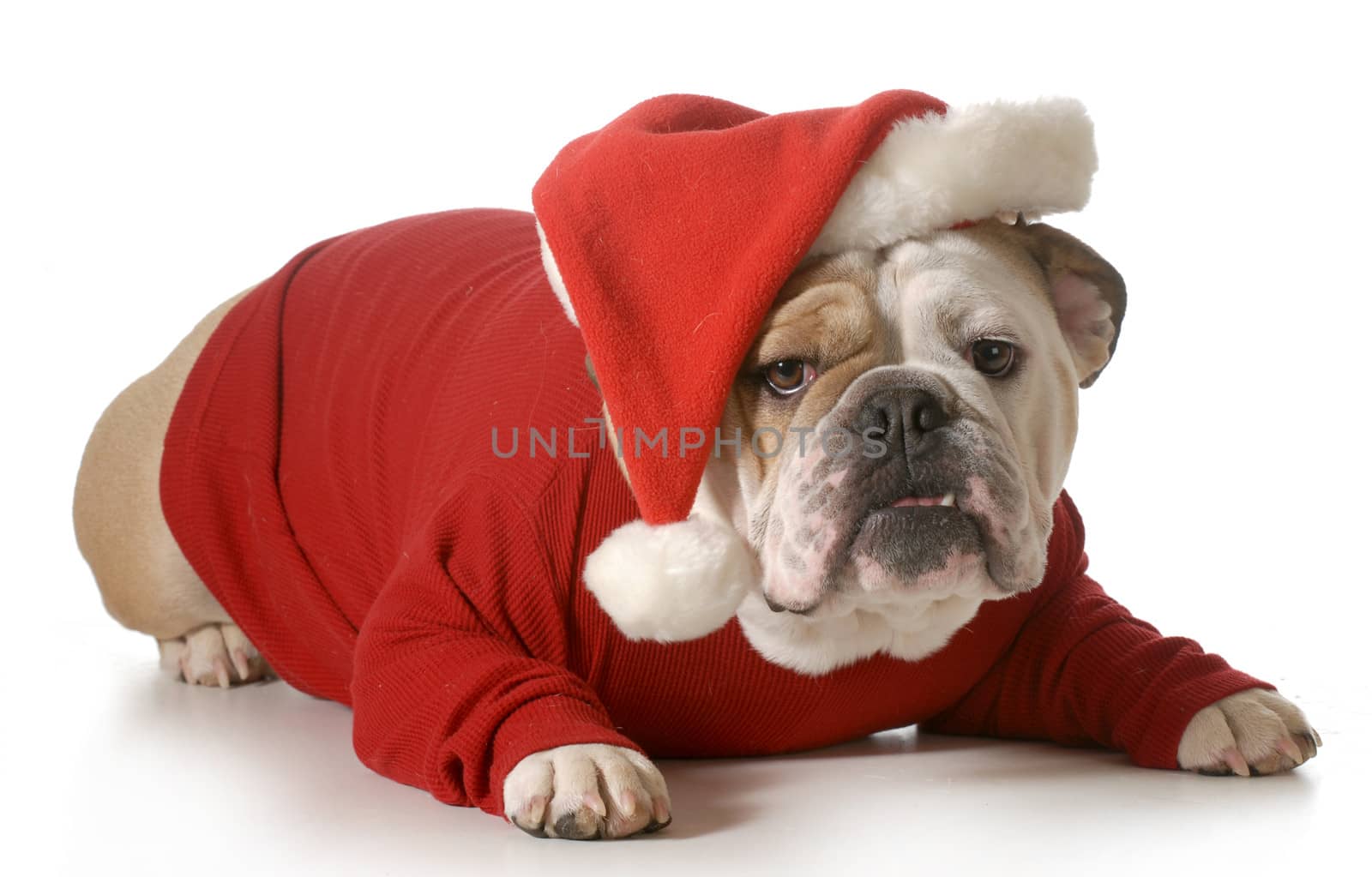 dog santa - english bulldog wearing santa hat laying down isolated on white background - 2 year old male