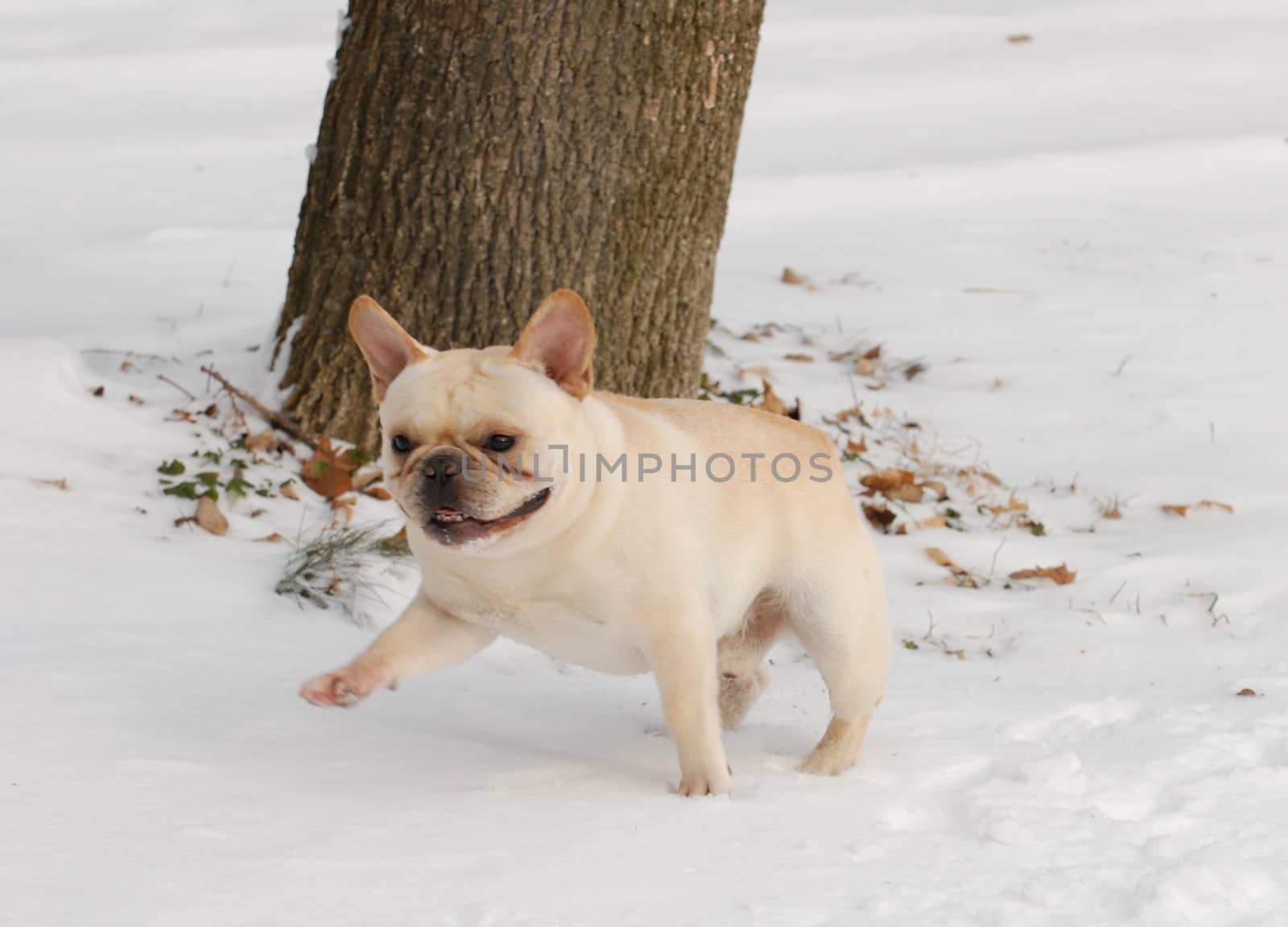dog in winter - french bulldog out playing in the snow 