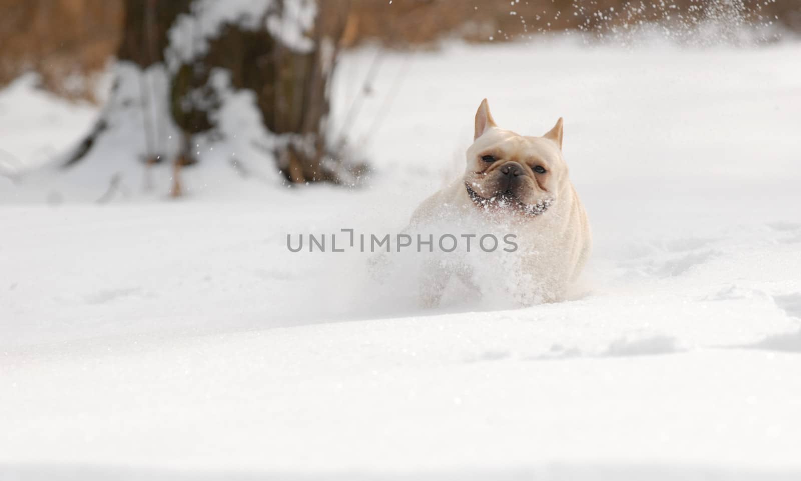 dog running in snow - french bulldog playing in fluffy snow - 2 year old male