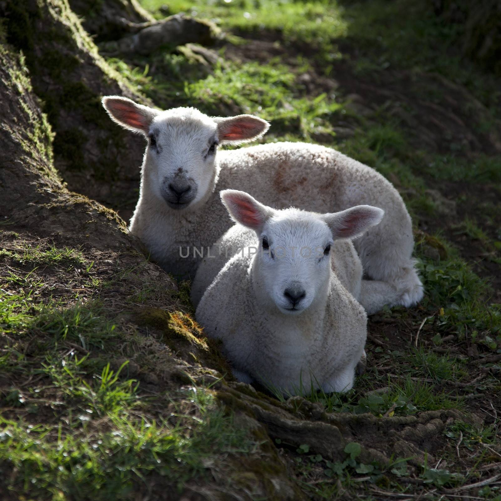 Spring lambs by andrewroland