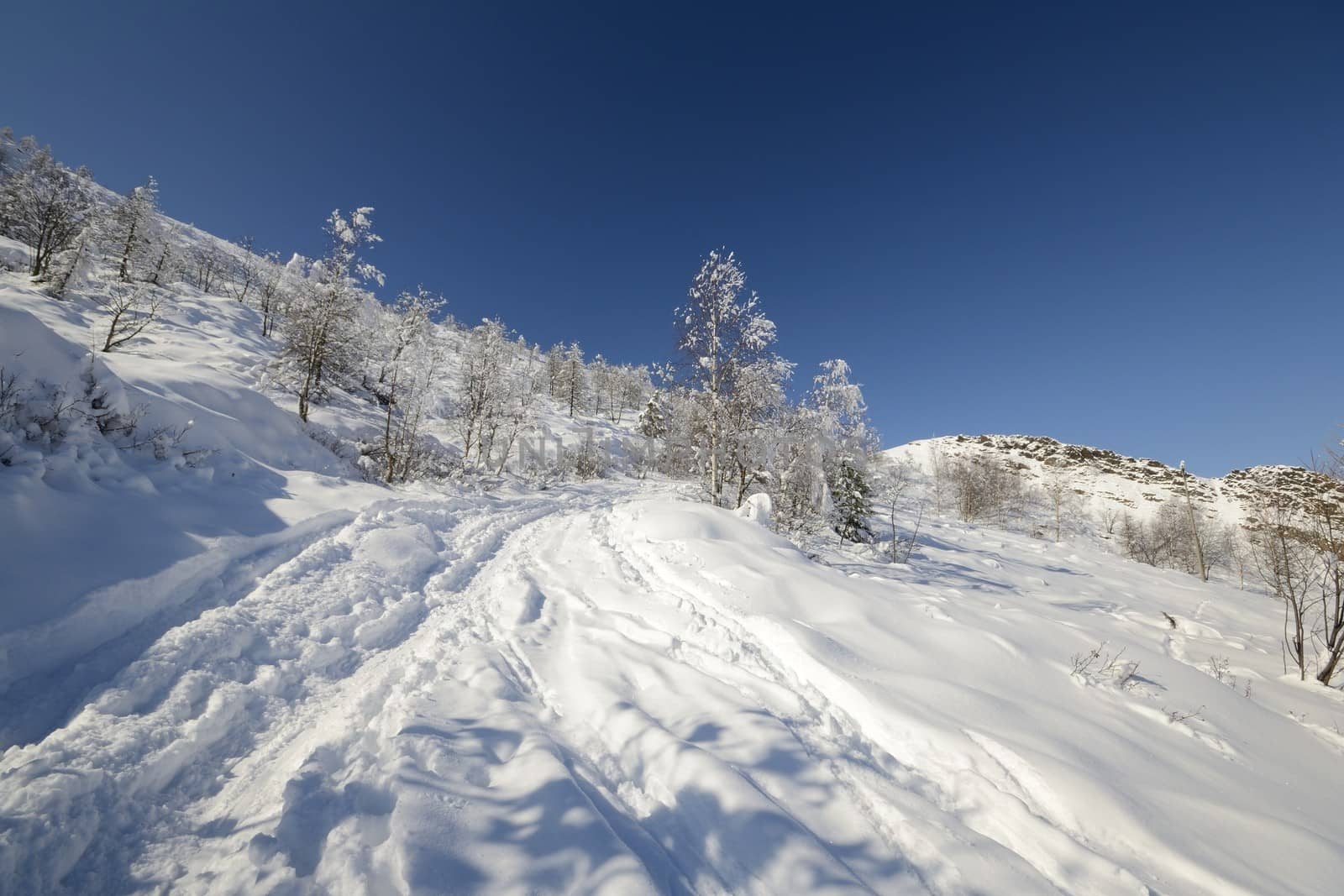 Ascent tour ski tracks on snowy slope with sparse larch and birch tree and winter scenic landscape